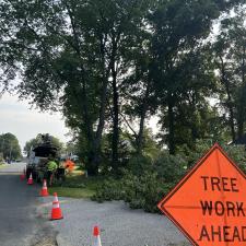 Tree-Removal-with-Bee-Hive-in-Stevensville-MD 11